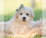 Small Photo #8 Maltipoo (Miniature) Puppy For Sale in WARSAW, IN, USA