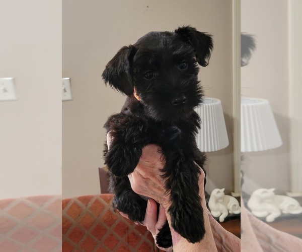 Medium Photo #4 Schnauzer (Miniature) Puppy For Sale in KILGORE, TX, USA