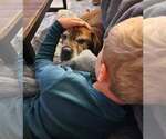 Small #13 Bulldog Mix