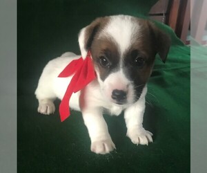 Jack Russell Terrier Puppy for sale in HARTLY, DE, USA