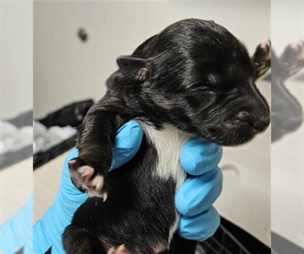 Medium Photo #1 Mutt Puppy For Sale in Bakersfield, CA, USA