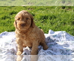Small Photo #2 Goldendoodle (Miniature) Puppy For Sale in BLOOMINGTON, IN, USA