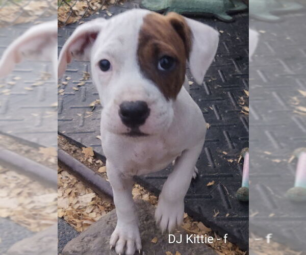 Medium Photo #10 Beagle-Unknown Mix Puppy For Sale in Hinton, WV, USA