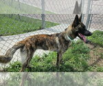 Small #2 Holland Shepherd