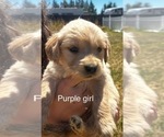 Puppy Purple collar Golden Retriever