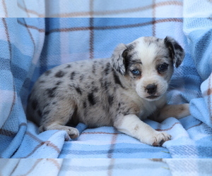 Miniature Australian Shepherd-Mutt Mix Puppy for sale in SHILOH, OH, USA