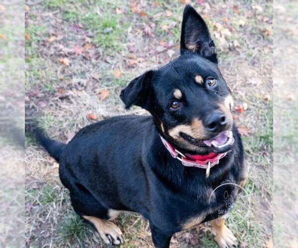 Medium Photo #13 Australian Kelpie-Rottweiler Mix Puppy For Sale in Brewster, NY, USA