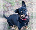 Small #12 Australian Kelpie-Rottweiler Mix