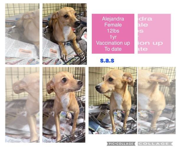 Medium Photo #4 Chihuahua-Unknown Mix Puppy For Sale in Virginia Beach, VA, USA