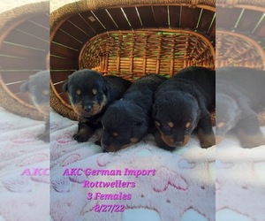 Rottweiler Puppy for Sale in SHIPSHEWANA, Indiana USA