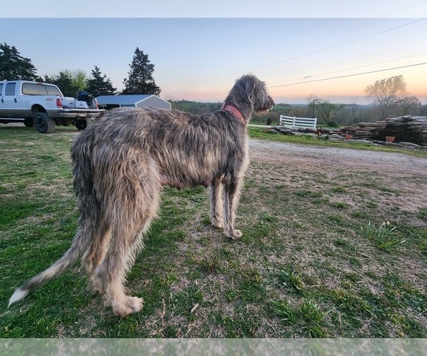 Medium Photo #1 Irish Wolfhound-Poodle (Standard) Mix Puppy For Sale in OMAHA, AR, USA