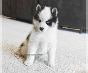 Pomsky Puppy for sale in KANSAS CITY, MO, USA
