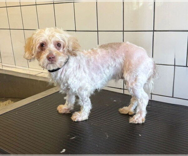 Medium Photo #1 Mutt Puppy For Sale in Downey, CA, USA