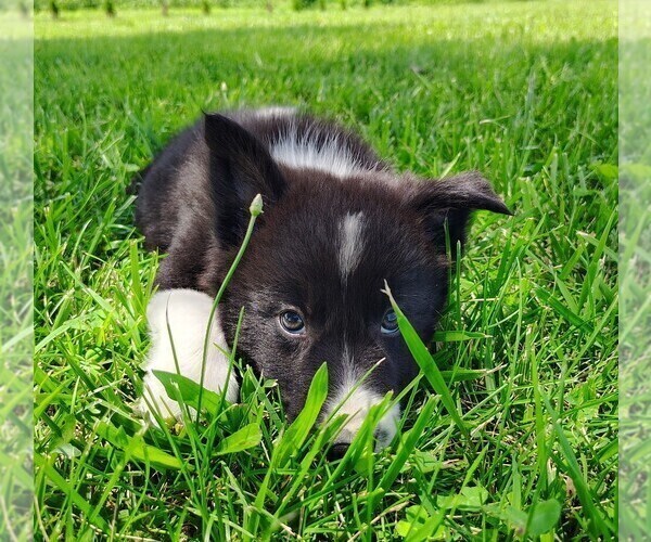 Medium Photo #158 Border Collie Puppy For Sale in NORBORNE, MO, USA