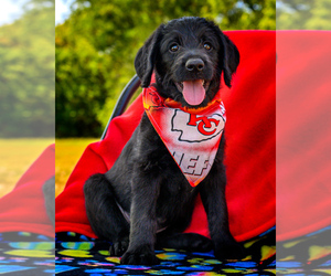 Labradoodle Puppy for sale in DEEPWATER, MO, USA