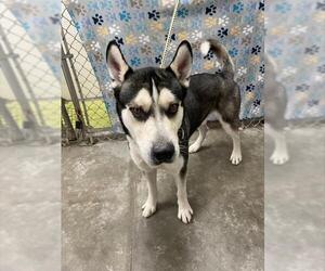 Siberian Husky Dogs for adoption in Rosenberg, TX, USA