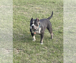 Mother of the American Bully puppies born on 07/01/2022