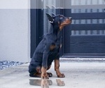Small Photo #4 Doberman Pinscher Puppy For Sale in WARSAW, IN, USA
