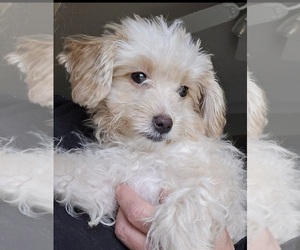 Maltipoo Puppy for sale in CREST HILL, IL, USA