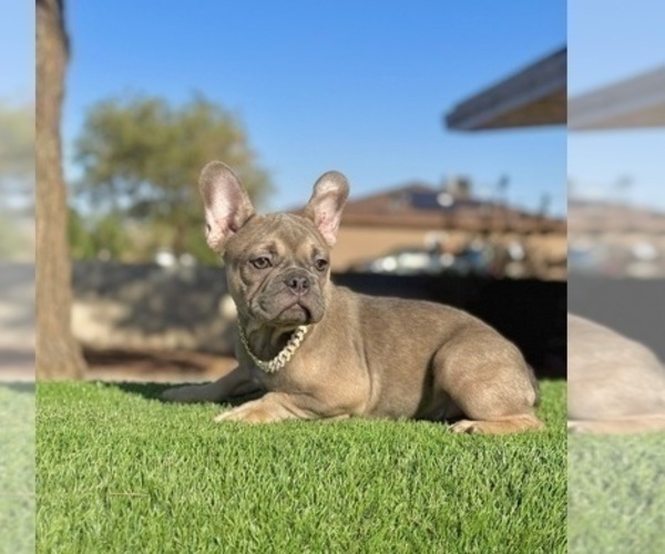 Medium Photo #1 French Bulldog Puppy For Sale in WEST HOLLYWOOD, CA, USA