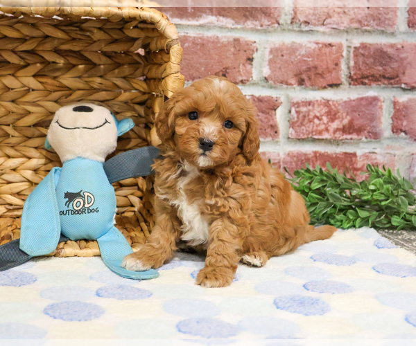 Medium Photo #17 Cavapoo (Miniature) Puppy For Sale in SYRACUSE, IN, USA