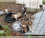 Small Photo #9 Collie Puppy For Sale in BYRAM, MS, USA