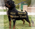 Small Photo #16 Rottweiler Puppy For Sale in MIRA LOMA, CA, USA