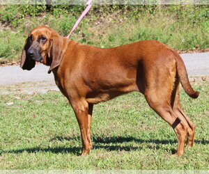 Clemmy 44469 - Female Bloodhound Dog for Adoption - Photo #3