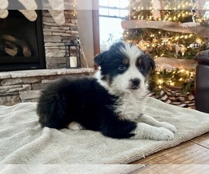 Australian Shepherd Puppy for sale in LODA, IL, USA