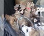 Puppy Puppy 3 Alaskan Malamute