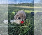 Small Photo #11 Golden Retriever Puppy For Sale in FREDONIA, KS, USA
