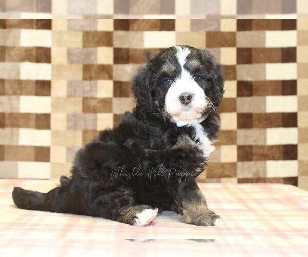 Medium Photo #4 Bernedoodle (Miniature) Puppy For Sale in DENVER, PA, USA