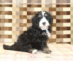 Small #3 Bernedoodle (Miniature)