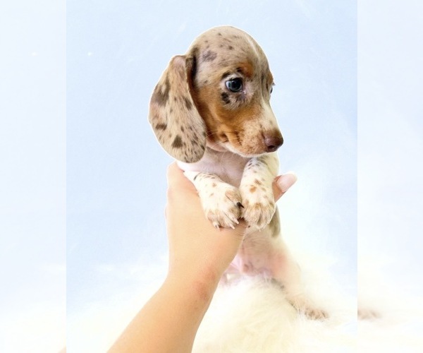 Medium Photo #3 Dachshund Puppy For Sale in DAVIS, CA, USA