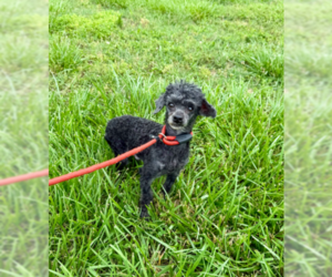 Poodle (Toy) Dogs for adoption in Pacolet, SC, USA
