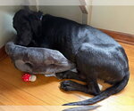 Small #1 Great Dane-Labrador Retriever Mix