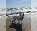 Small Photo #7 French Bulldog Puppy For Sale in Millsboro, DE, USA