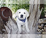 Small #22 Labrador Retriever
