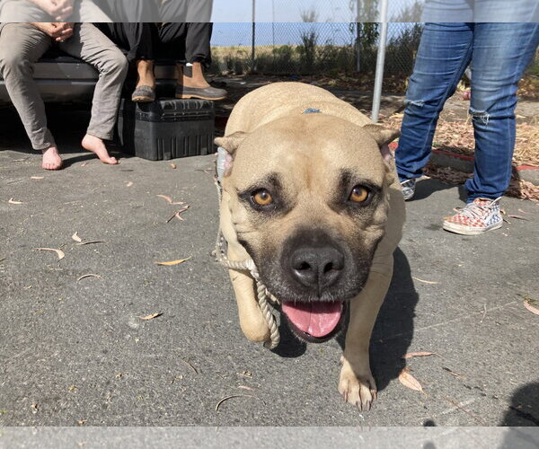 Medium Photo #1 Bullmastiff-Unknown Mix Puppy For Sale in Berkeley, CA, USA
