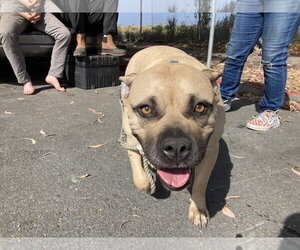 Bullmastiff-Unknown Mix Dogs for adoption in Berkeley, CA, USA