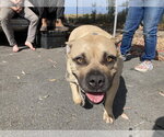 Small Bullmastiff Mix