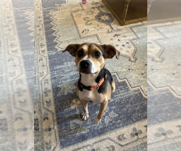 Medium Photo #2 Mutt Puppy For Sale in Boston, MA, USA