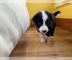 Puppy Scarlet Border Collie