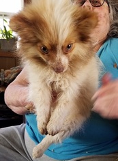 Pomeranian Puppy for sale in HARDINSBURG, IN, USA