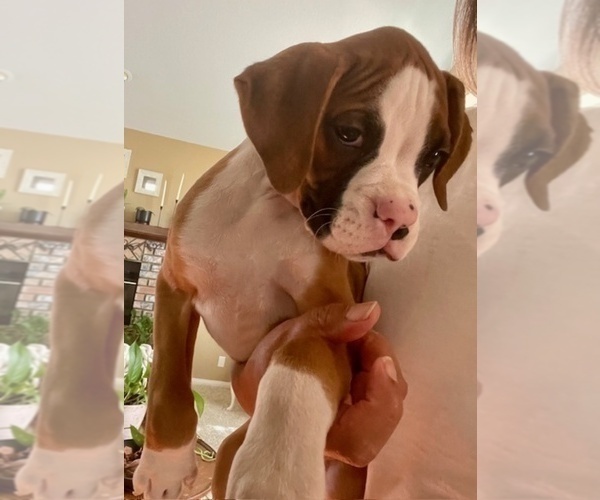 Medium Photo #1 Boxer Puppy For Sale in APPLE VALLEY, CA, USA