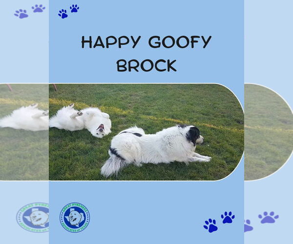 Medium Photo #16 Great Pyrenees Puppy For Sale in Houston, TX, USA