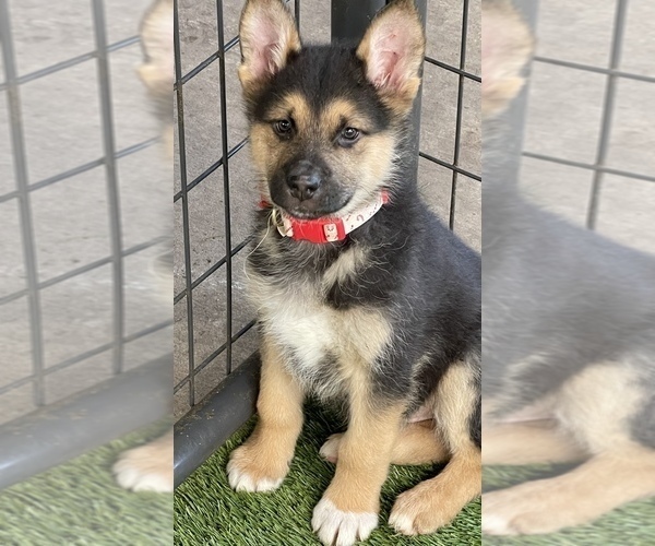 Medium Photo #1 King Shepherd Puppy For Sale in ANTIOCH, CA, USA