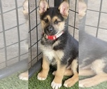 Small Photo #1 King Shepherd Puppy For Sale in ANTIOCH, CA, USA