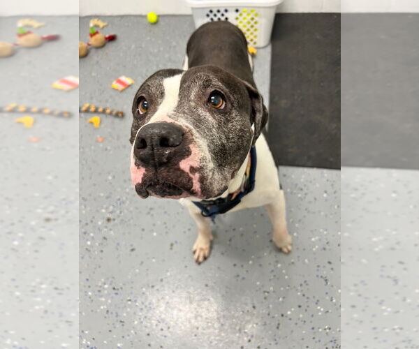 Medium Photo #8 American Staffordshire Terrier Puppy For Sale in Pierceton , IN, USA