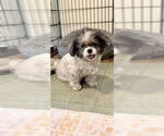 Small #3 Shih Tzu